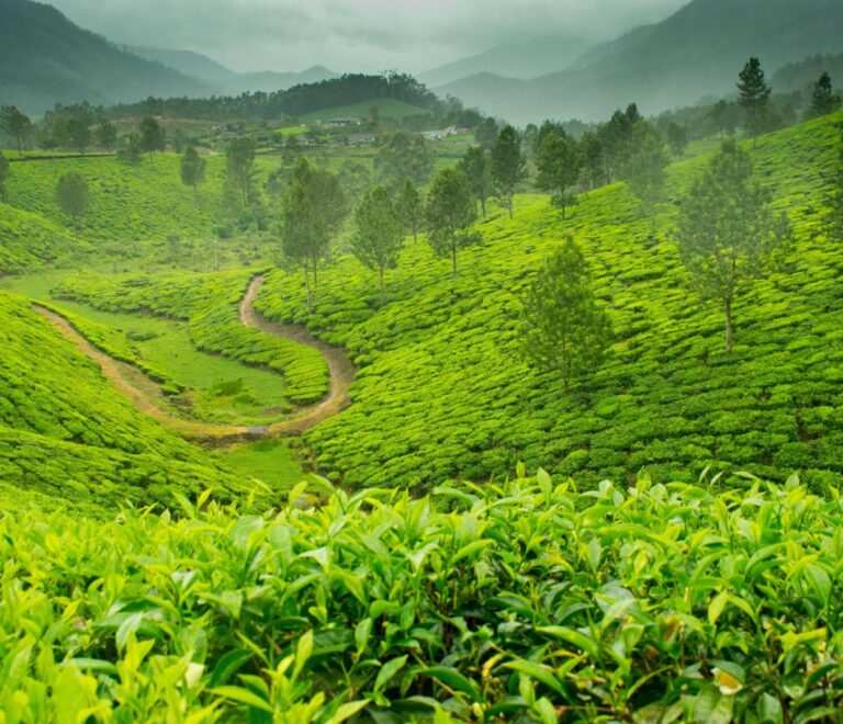 Sprawling Tea Plantations