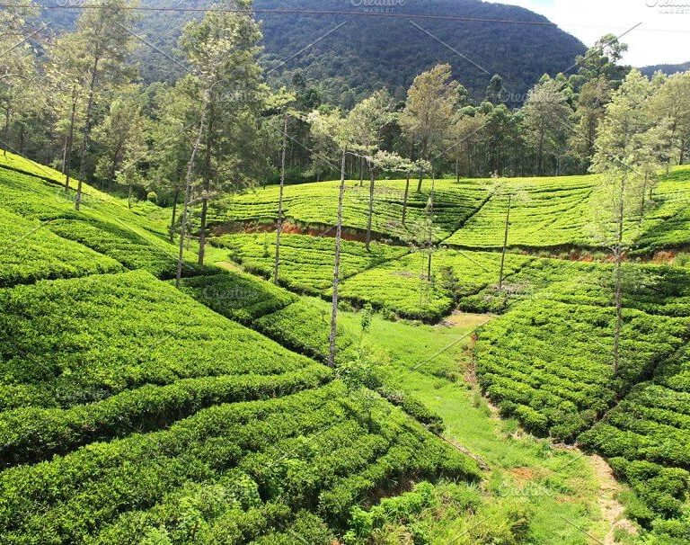 Tea Plantations 